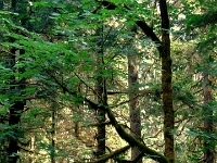 15884PeCrLe - Cathedral Grove.JPG